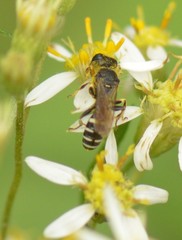 Ectemnius ruficornis