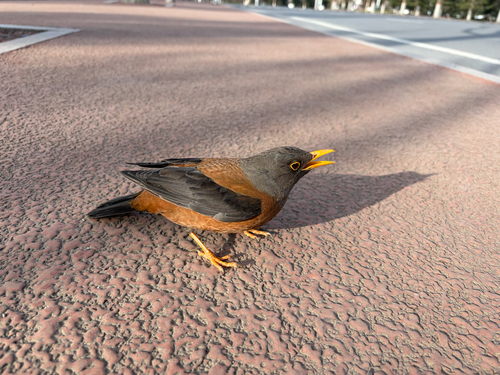 Chestnut Thrush