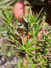 Prismatocarpus cliffortioides
