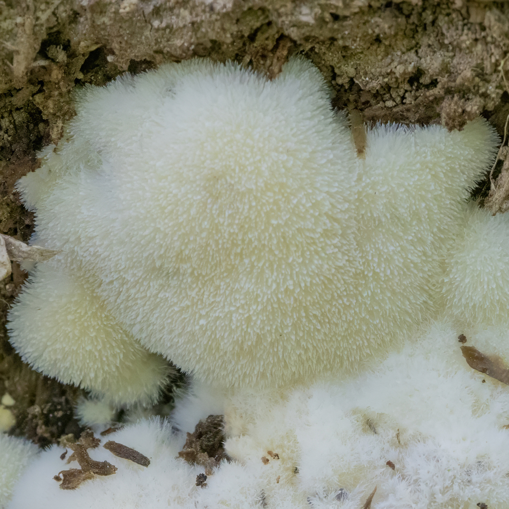 Hericium carolinense