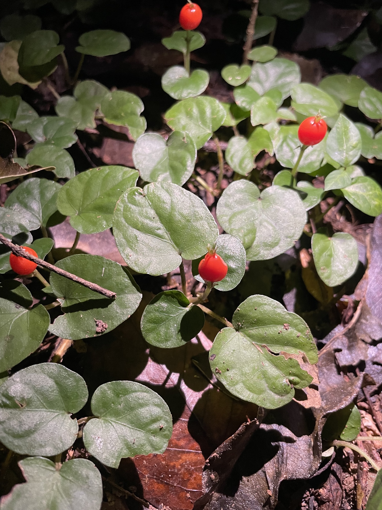 Geophila repens