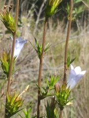 Prismatocarpus cliffortioides