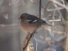 Fringilla coelebs
