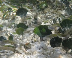 Udotea flabellum