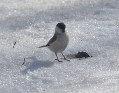 Poecile palustris