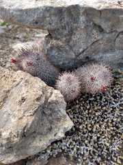 Mammillaria pottsii