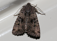 Neumichtis mesophaea