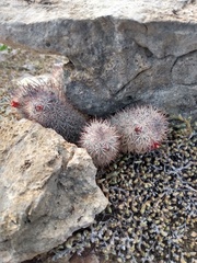 Mammillaria pottsii