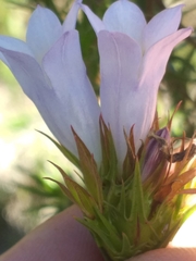 Prismatocarpus cliffortioides