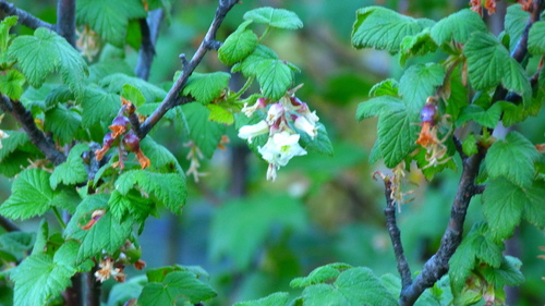 Ribes ciliatum (Ribes ciliatum)