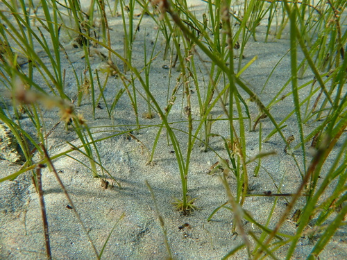 dwarf eelgrass (Zostera noltii)