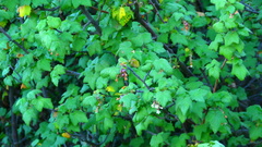 Ribes ciliatum