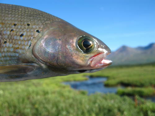 Thymallus arcticus