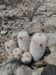 Mammillaria pottsii