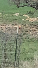 Pyrocephalus rubinus