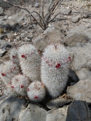 Mammillaria pottsii