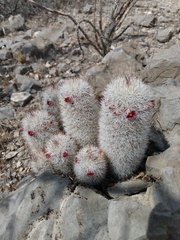 Mammillaria pottsii