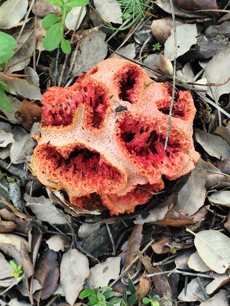 Clathrus ruber · April 2026 · photo: © vasco_fonseca (iNaturalist, cc-by)