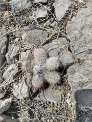 Mammillaria pottsii