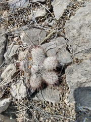 Mammillaria pottsii