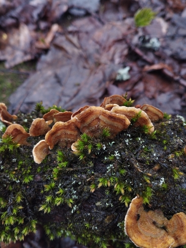 Наблюдение на iNaturalist