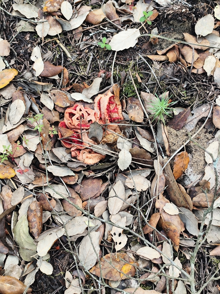 Clathrus ruber · April 2026 · photo: © vasco_fonseca (iNaturalist, cc-by)