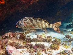 Goniistius rubrolabiatus