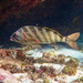 Goniistius rubrolabiatus