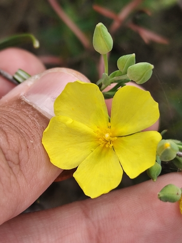 Yellow Rock Rose (Cistus calycinus)