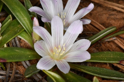 Lewisia brachycalyx, photograph 4