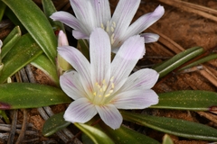 Lewisia brachycalyx, photograph (c) Darrin Gobble, some rights reserved (CC BY)