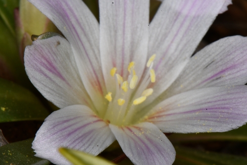 Lewisia brachycalyx, photograph 5