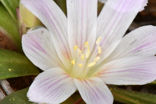 Lewisia brachycalyx, photograph 6