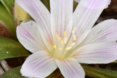 Lewisia brachycalyx, photograph (c) Darrin Gobble, some rights reserved (CC BY)