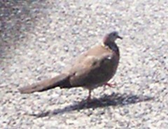 Streptopelia chinensis