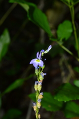 Lobelia berlandieri