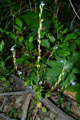 Lobelia berlandieri