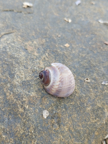 Natica marochiensis observed 2026-04-11