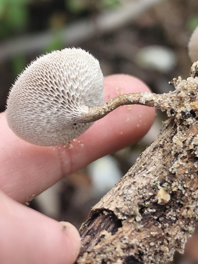 Lentinus arcularius · April 2026 · photo: © vasco_fonseca (iNaturalist, cc-by)