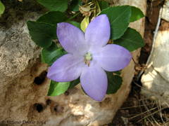 Campanula versicolor tenorei