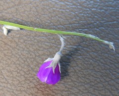 Amphithalea biovulata