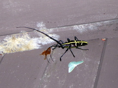 Taeniotes praeclarus