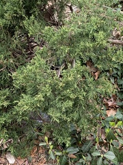 Juniperus chinensis