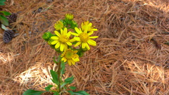 Packera toluccana