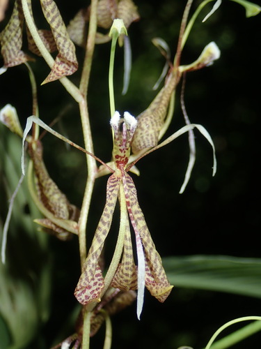 Polycycnis aurita