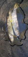 Salmo trutta fario