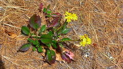 Packera toluccana