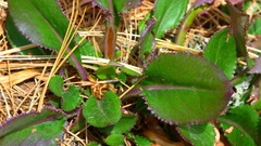 Packera toluccana