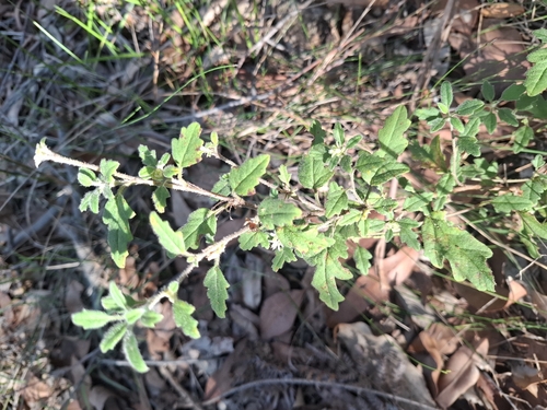 Woolly Xanthosia (Xanthosia pilosa)