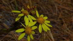 Packera toluccana